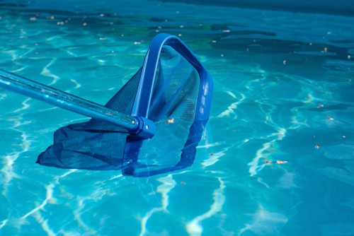 What Do You Need To Know About Pool Bugs?
