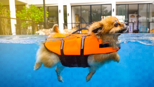 Pet Swimming Pool Safety Tips in Homes 