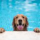 Pet Swimming Pool Safety Tips in Homes